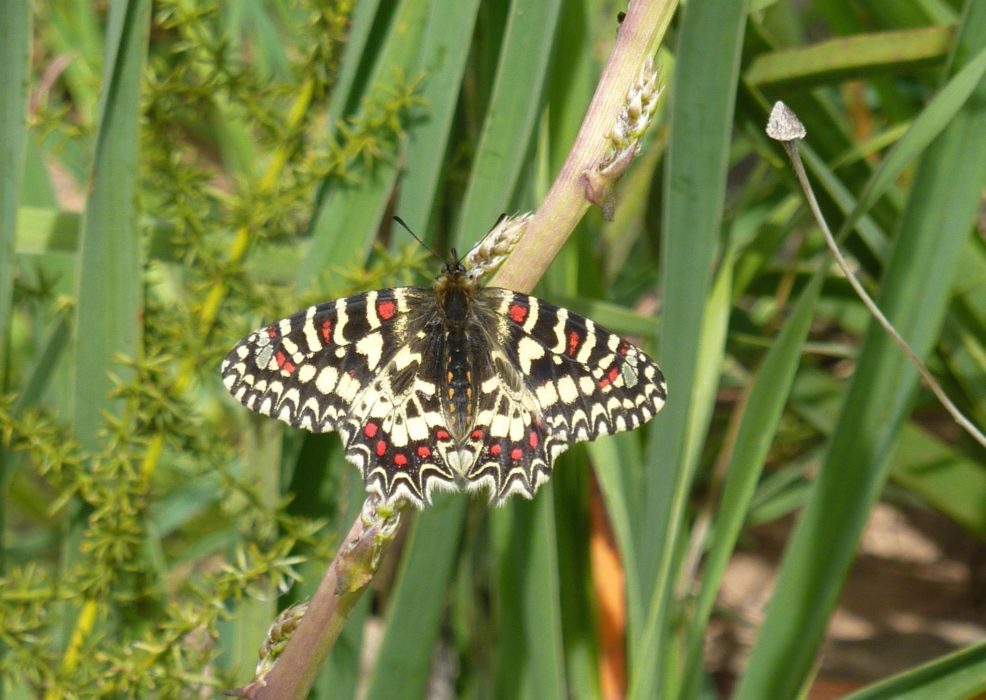 Spanish Festoon, Zerynthia Rumina