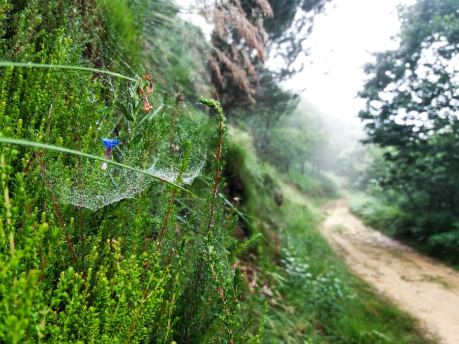 Day 2. Misty morning on the road from Irun