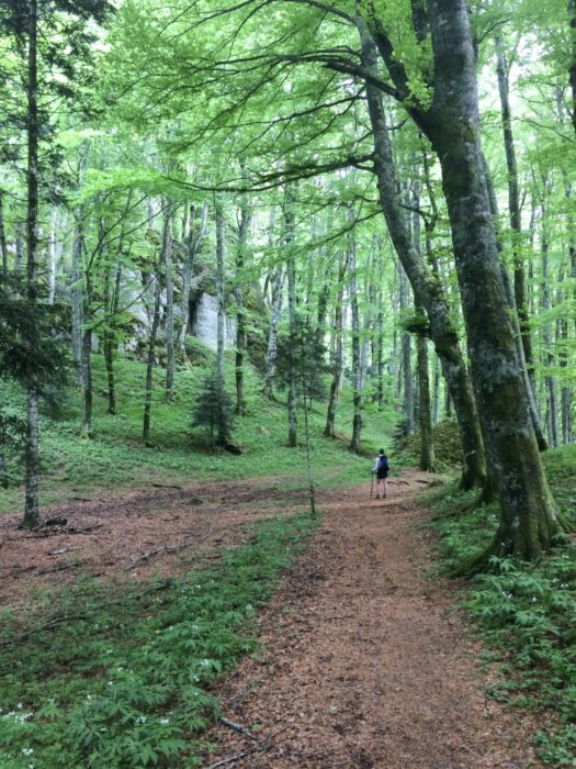 Beechwoods beneath Mt Penna near Santuaria della Verna