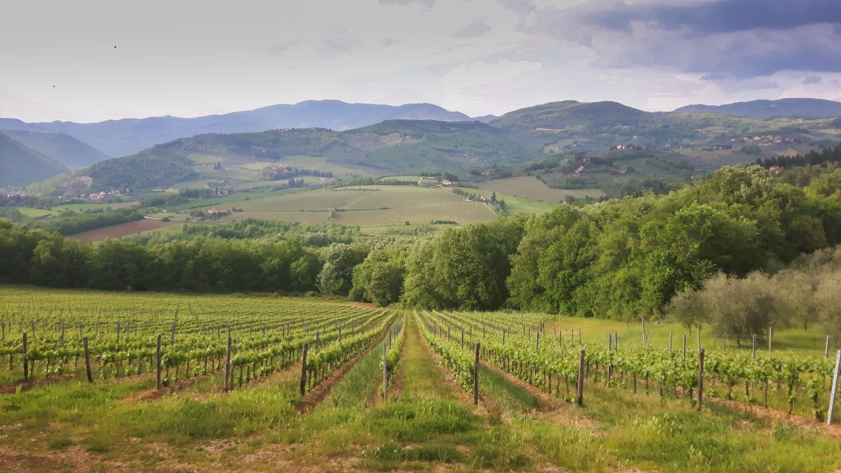 Tuscan vines between Florence and Pontassieve