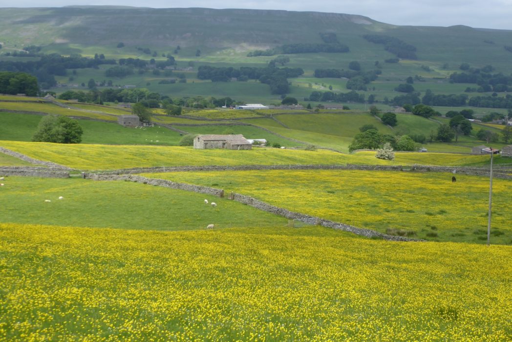 Yorkshire Dales meadows above Hawes in early summer (Day 1 - day 8 in the guide).