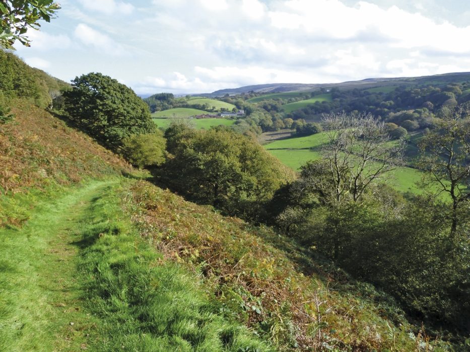 Pleasant Footpath Through Coed Y Castle
