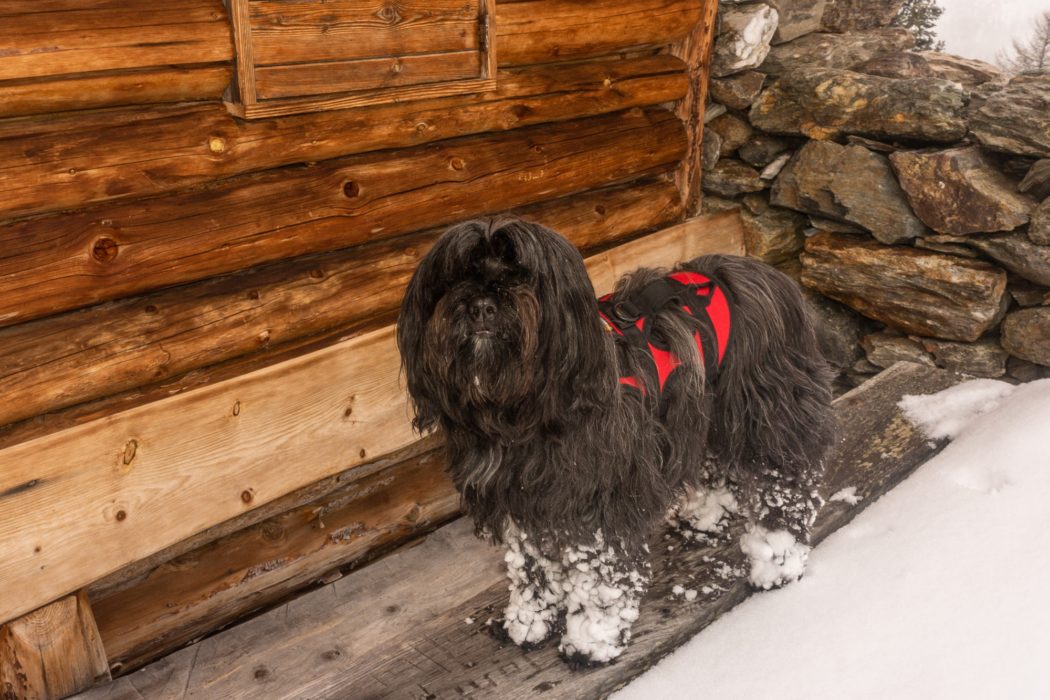 Years after his first experience of snow Khampa still loves it except when it clumps on his legs. South Tyrolia