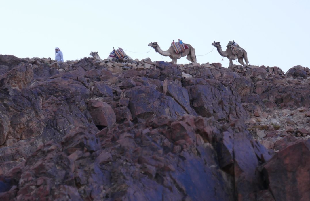 Camels can be hired to help you up Mt Sinai