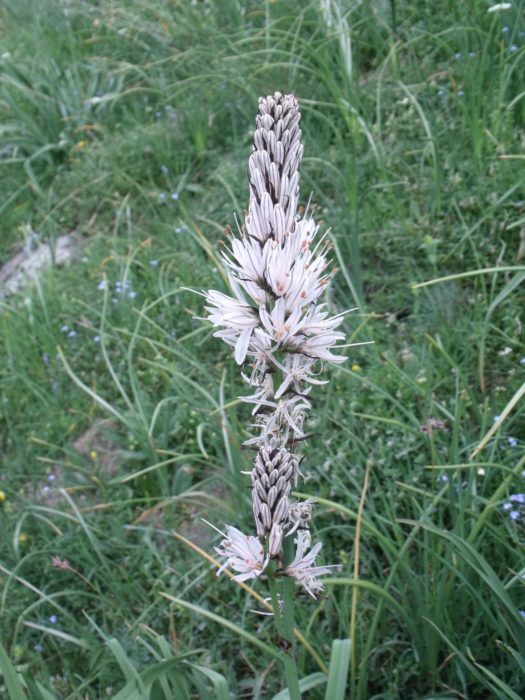 White Asphodel