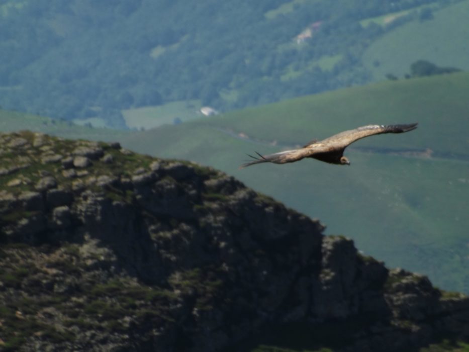 Griffon vulture