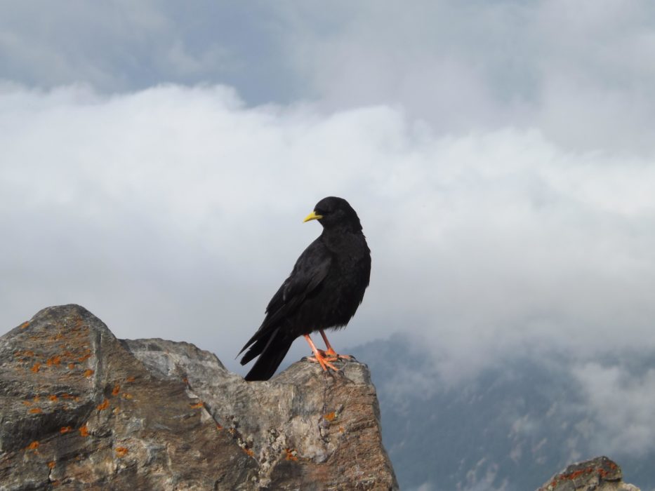 Alpine chough