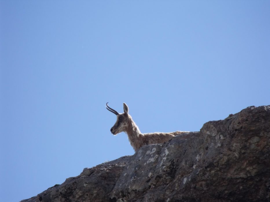 Chamois (Isard)