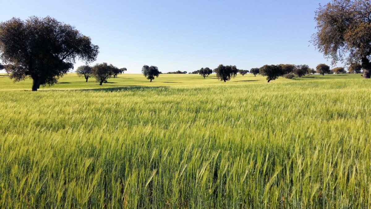 Holm Oak Dehesa with crops of barley