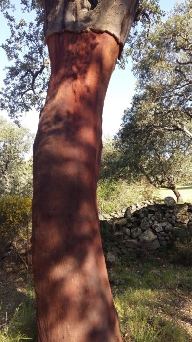 Recently harvested cork oak