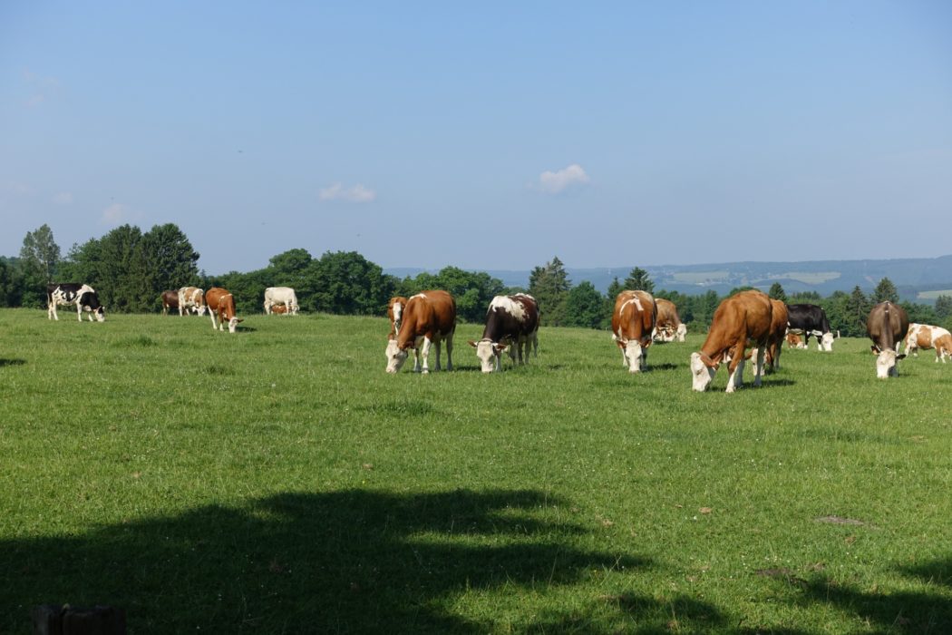 Cattle graze near Stavelot, ignoring the beautiful view (Wallonia)