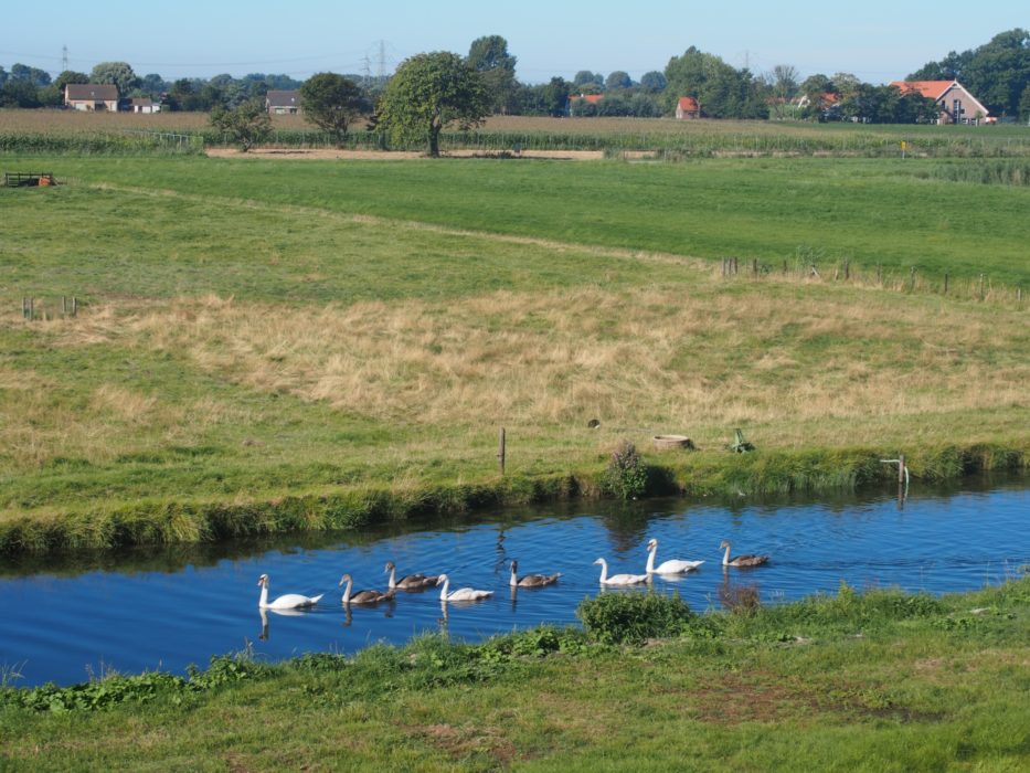 Ducks on parade near Brielle (Netherlands)