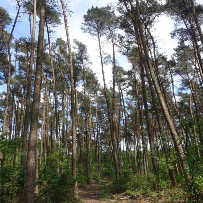 Forest trail between Genk and Zutendaal (Flanders)