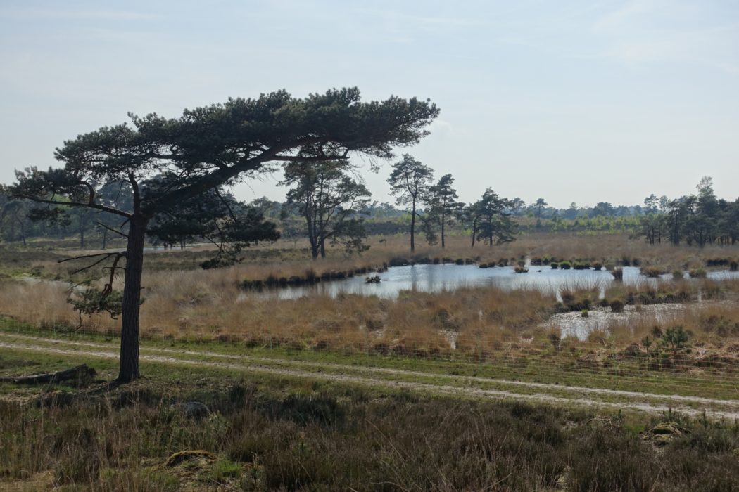Grenspark De Zoom Kalmthoutse Heide (Flanders)