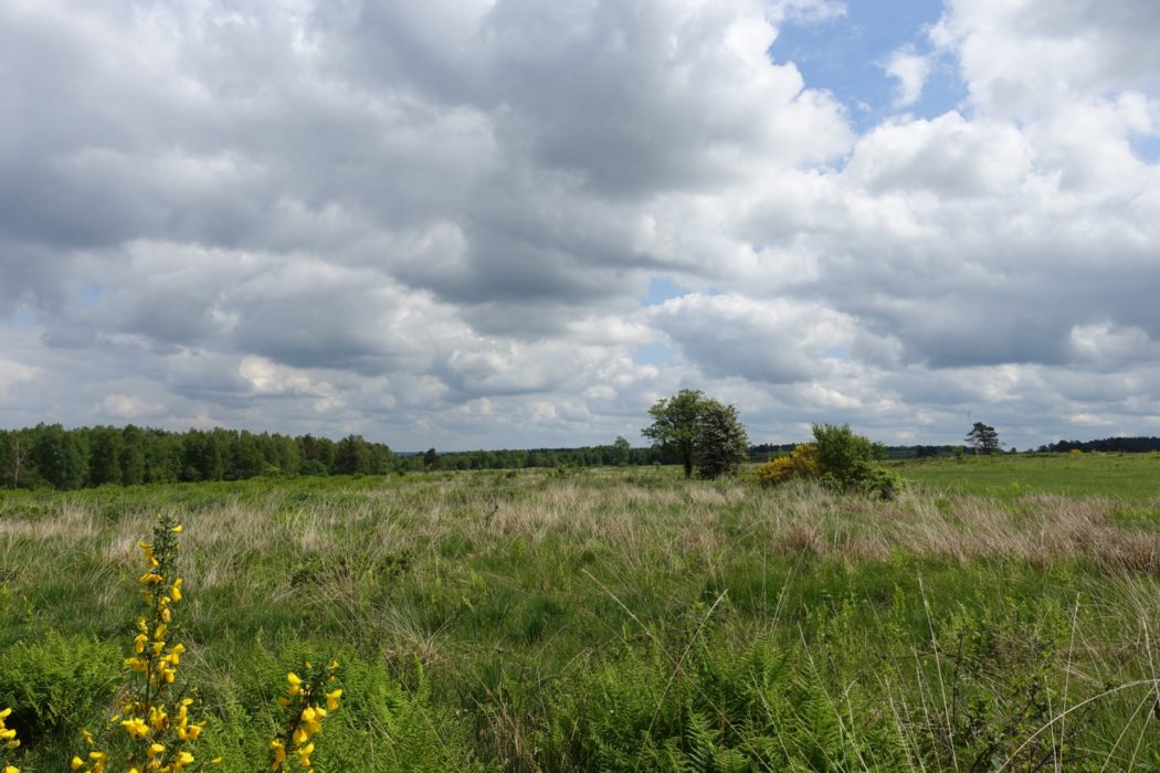Peatland of Fagne de Malchamps (Wallonia)