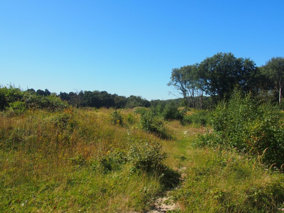 Voornes Duin (Netherlands)