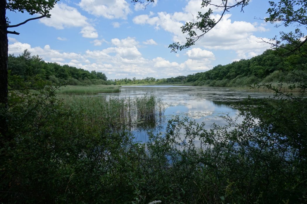 Étang du Stock (Lorraine)