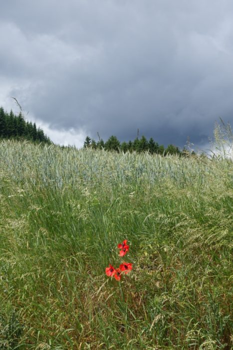 Poppies defy the coming storm