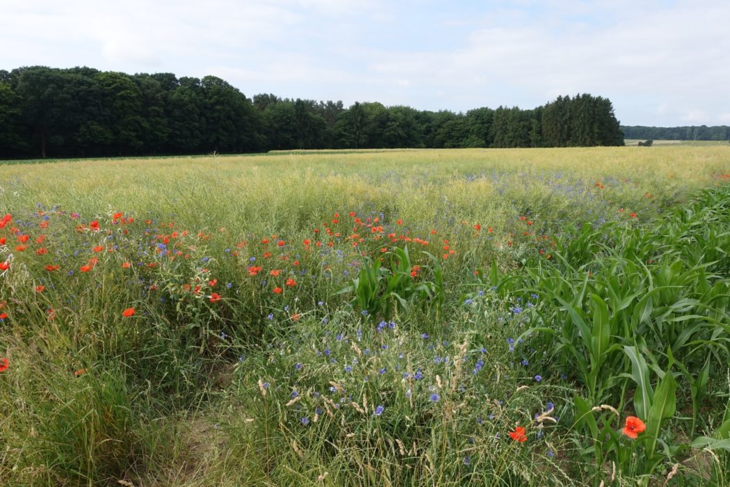 Poppies in Lorraine