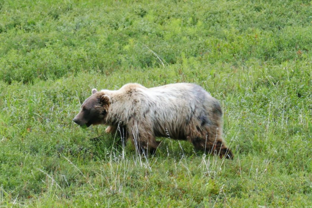 Bear at Denali Park Road