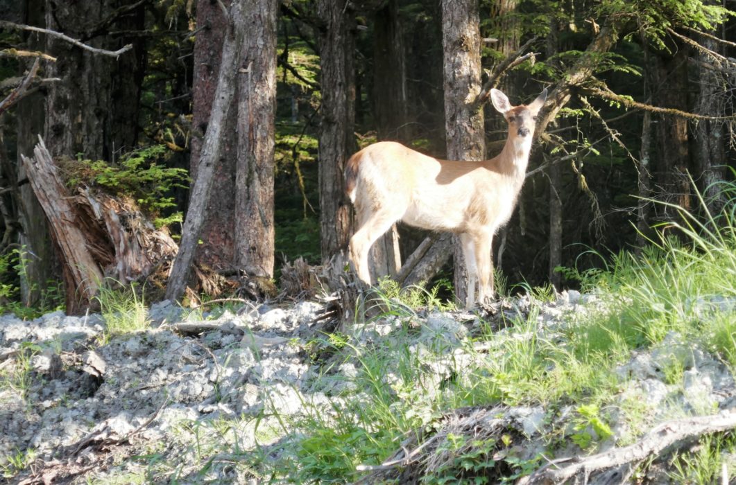 Caribou near Juneau