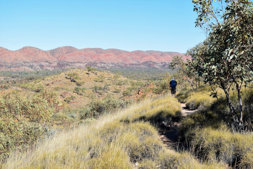 Admiring the red undulations of the Pacoota Range