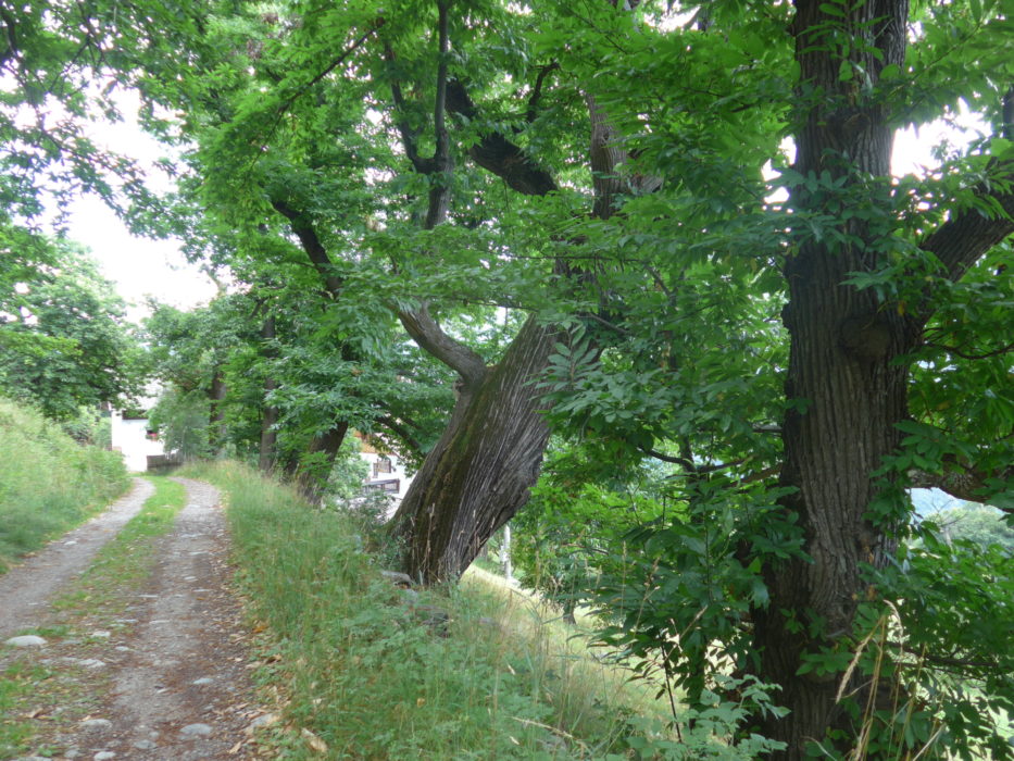 Mature sweet chestnut trees on the Keschtnweg