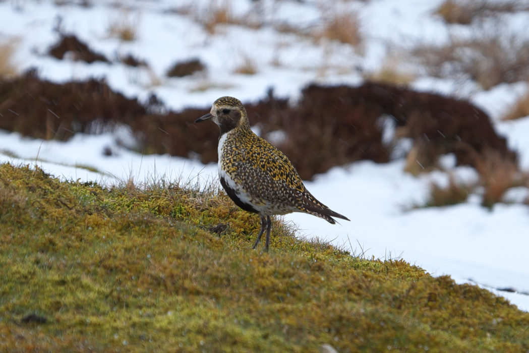 Pic9 Golden Plover