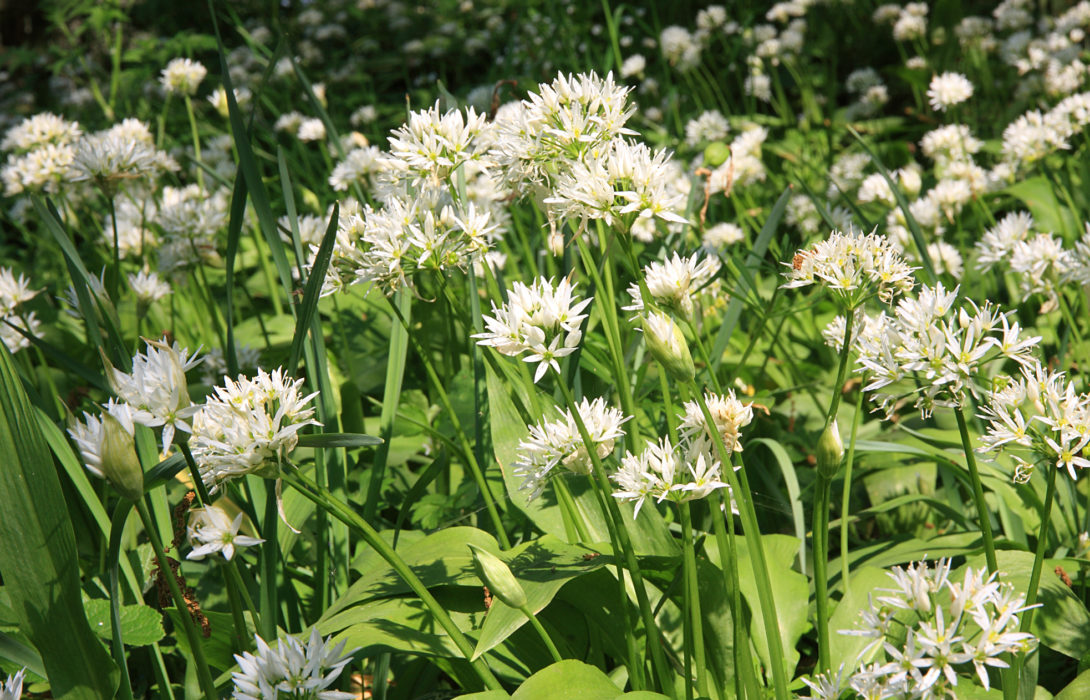 Pic12 The Woodland Of The Eden Valley Is Home To A Variety Of Species Including Wild Garlic
