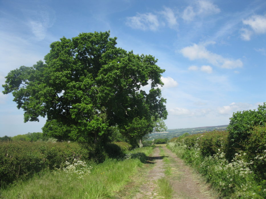 Footpath through the Ribble Valley