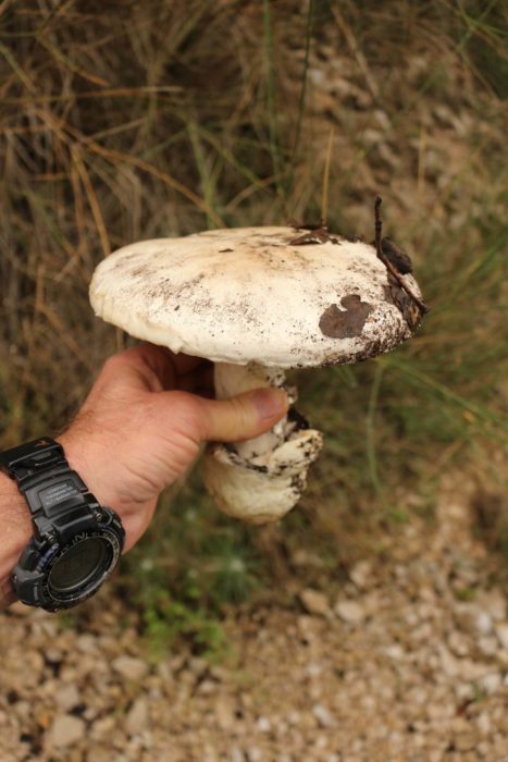 One of many large mushrooms found after prolonged rain and hail
