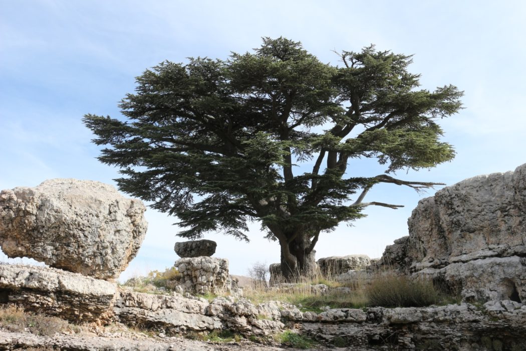 Tannourine Cedars Nature Reserve