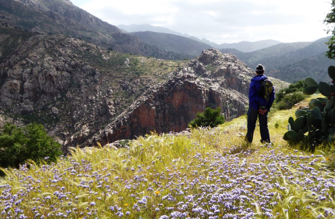 Flowers on the way to Tizi N’Takouch.