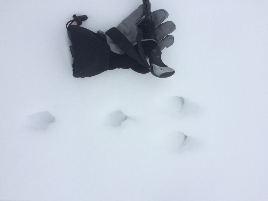 Animal tracks are fun to discover in the snow. Here a rabbit or hare tracks can be seen, traveling from the left of the photo to the right