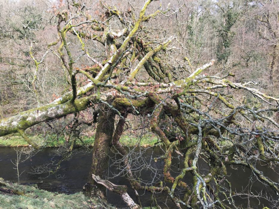 Ancient woodland near Staveley