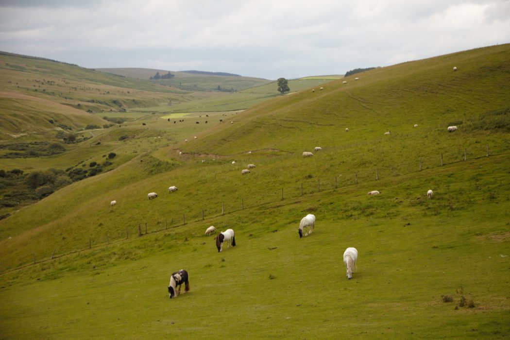 The Borders is the region with the most amount of horses per human in the UK