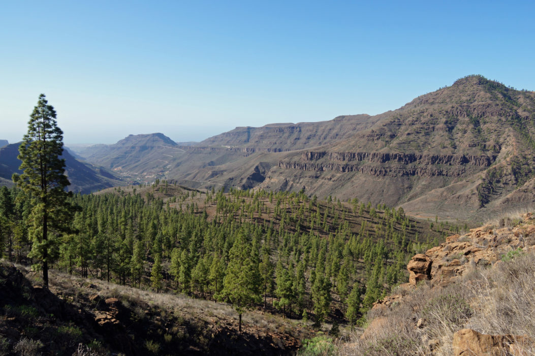 The Pinar de Pilancones is an extensive mountain pine forest