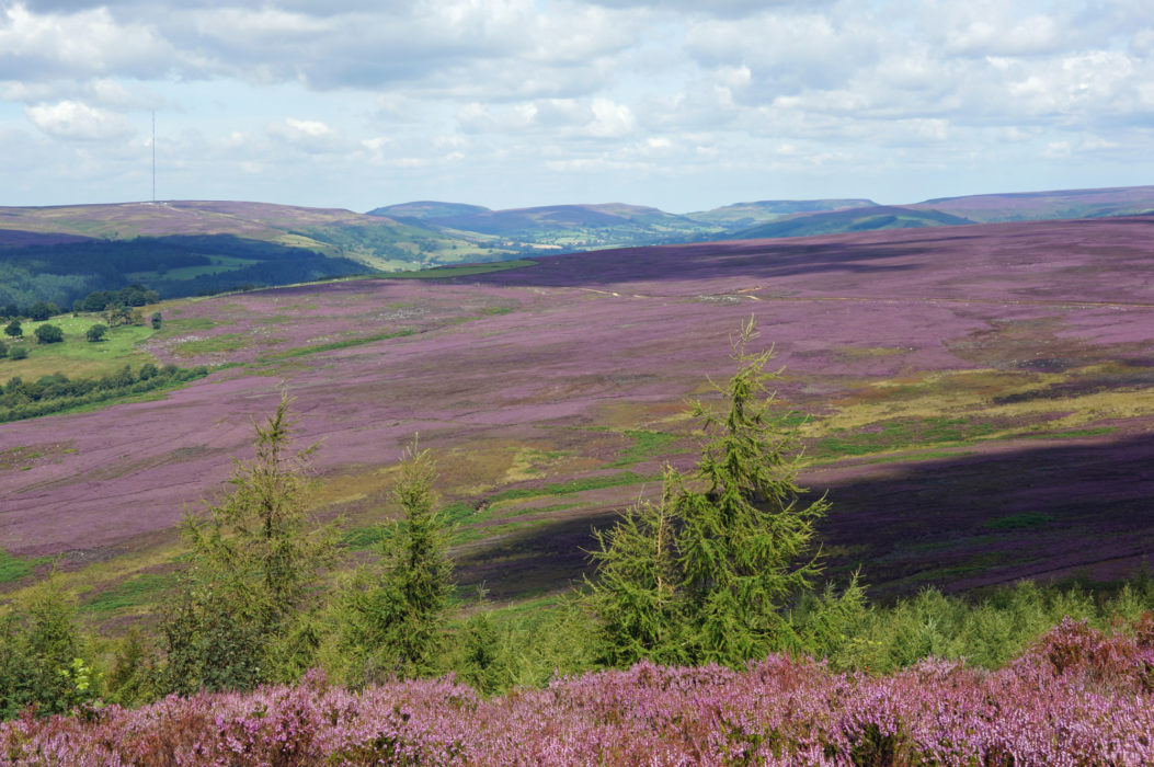 The North York Moors – a study in purple around Bilsdale