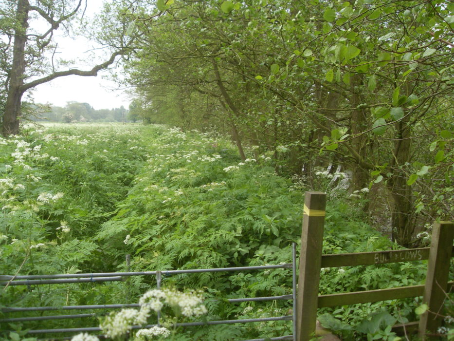 Overgrown public footpath