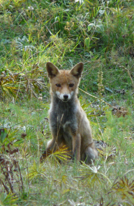 A Fox In The Val Chiarino