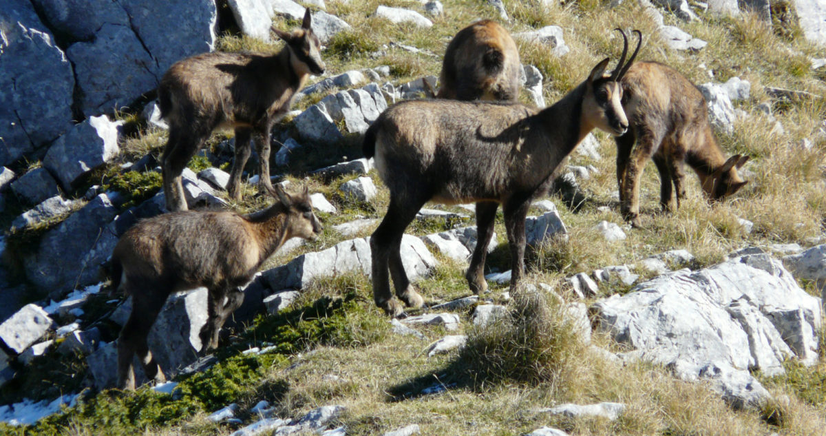 Apennine Chamois At The Head Of The Val Di Rose In The Abruzzo National Park