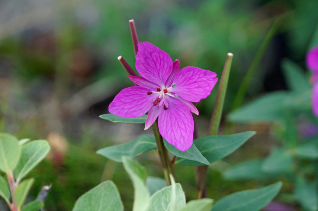 04 Niviarsiaq, or broad-leaved willow-herb, is Greenland’s national flower
