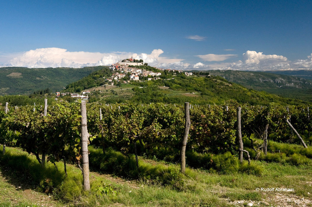 Surrounded by vineyards, the medieval hill town of Motovun lies on the Parenzana cycle route, Istria, Croatia © Rudolf Abraham