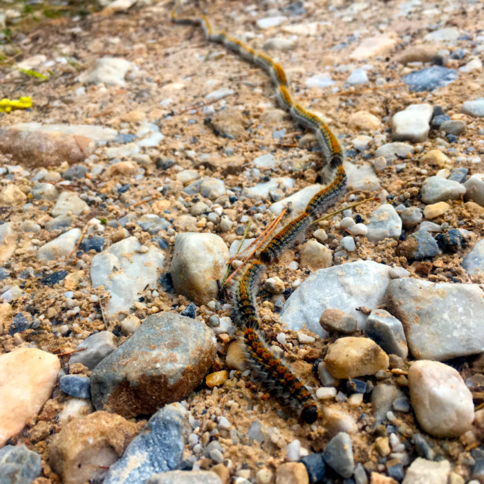 A line of processionary caterpillars