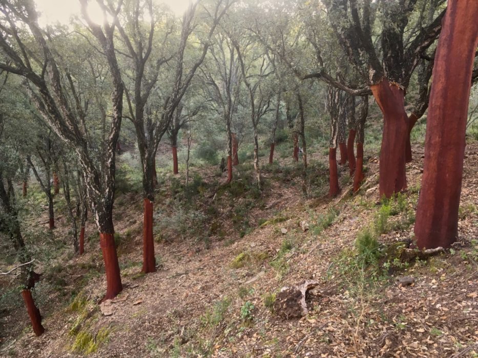 Cork oak forest