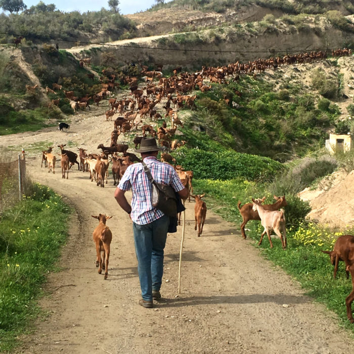 Goatherd at work