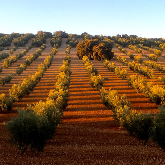 Olive grove in the evening light
