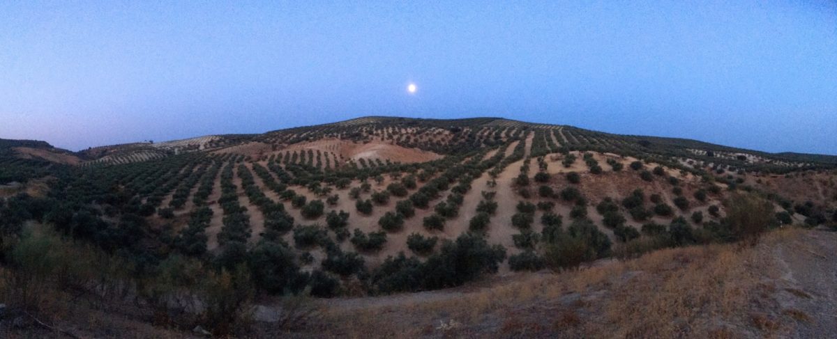 Olive groves in the moonlight