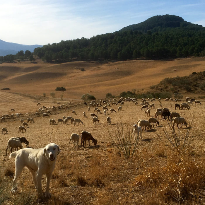Sheep dog minds his flock in the campina