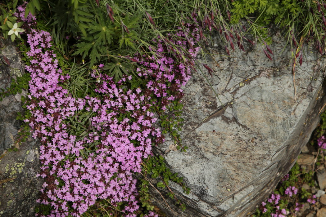 Kitadake15 Five-ribbed thyme (Thymus quinquecostatus) alpine flowers in bloom